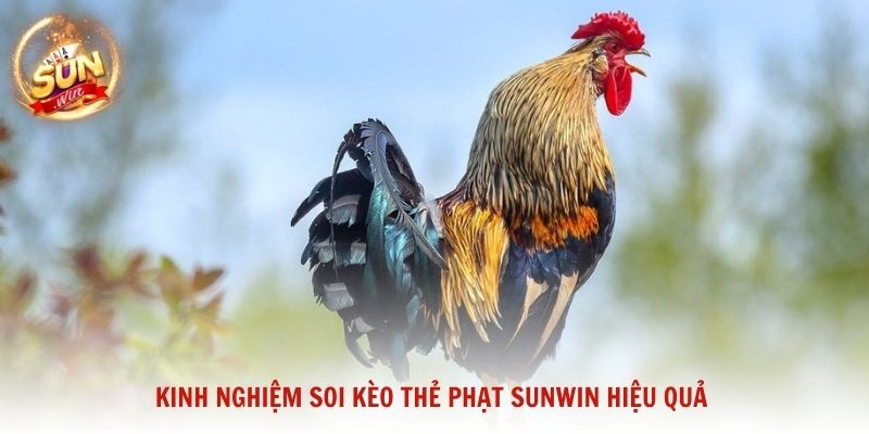 Kinh nghiệm soi kèo thẻ phạt Sunwin hiệu quả giúp tăng tỷ lệ thắng